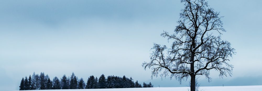 austria-forest-freezing-698275